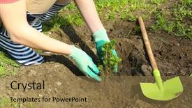  Presentation with tree planting - Presentation theme with gardener planting tree in spring background and a coral colored foreground