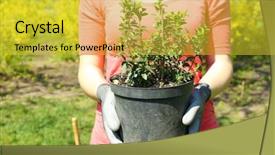  Presentation with tree planting - Amazing presentation theme having gardener planting tree in spring backdrop and a  colored foreground