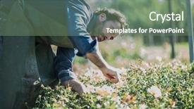  Presentation with nursery - Colorful presentation theme enhanced with gardener pruning at nursery backdrop and a gray colored foreground