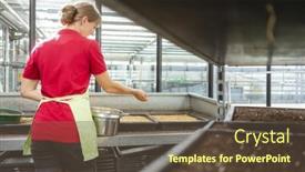  Presentation with nursery - Theme featuring gardener-sawing-wheatgrass-in-nursery background and a tawny brown colored foreground