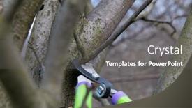  Presentation with fruit tree - 