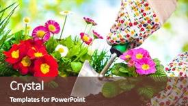  Presentation with hands planting a cabbage seedling - Beautiful PPT theme featuring gardeners hands planting flowers backdrop and a tawny brown colored foreground