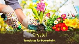  Presentation with hands planting a cabbage seedling - PPT theme having gardeners hands planting flowers background and a tawny brown colored foreground