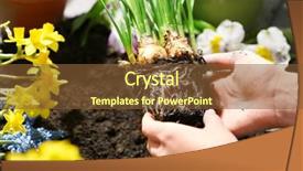  Presentation with narcissus - PPT layouts having gardeners hands with narcissus seedling on soil background background and a tawny brown colored foreground