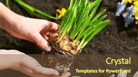  Presentation with narcissus - Cool new PPT layouts with gardeners hands with narcissus seedling on soil background backdrop and a tawny brown colored foreground