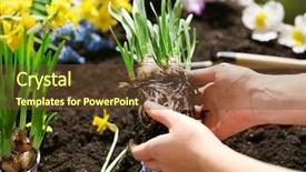  Presentation with seedling - Colorful theme enhanced with scapula - gardeners hands with narcissus seedling backdrop and a tawny brown colored foreground