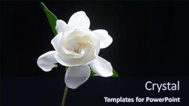  Presentation with green-leaves - Theme enhanced with gardenia-flower-in-full-bloom background and a wine colored foreground