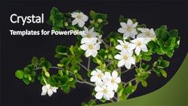  Presentation with flower pedals - Beautiful PPT theme featuring gardenia flower on black backdrop and a black colored foreground