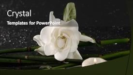  Presentation with bamboo flower - Audience pleasing slide deck consisting of gardenia-flower-with-thin-bamboo backdrop and a dark gray colored foreground