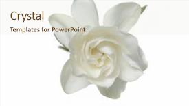 Presentation with animal pets on white - Audience pleasing PPT theme consisting of gardenia flower with white petals backdrop and a sky blue colored foreground