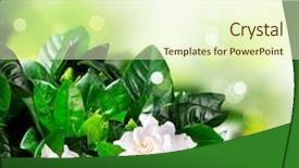  Presentation with jasmine - Amazing presentation theme having gardenia flowers jasmine backdrop and a cream colored foreground
