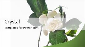  Presentation with 3d white - Colorful presentation enhanced with gardenia jasminoides isolated on white backdrop and a white colored foreground