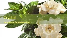  Presentation with plant - Slide deck featuring gardenia plant close up isolated background and a tawny brown colored foreground