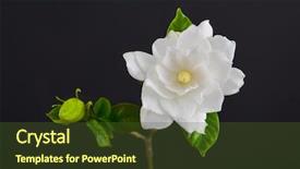  Presentation with bud - PPT theme having gardenia with bud on black background and a  colored foreground
