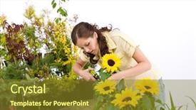  Presentation with sunflowers - Presentation theme having gardening - woman cutting sunflowers background and a  colored foreground