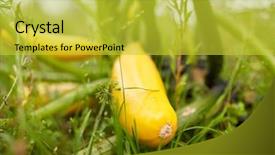  Presentation with vegetable gardening - Slide deck with  background and a  colored foreground