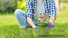 Presentation with summer flowers - Slide set featuring gardening-and-people-concept-woman background and a gold colored foreground