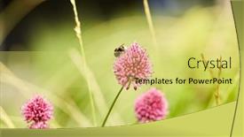  Presentation with botany - Presentation design enhanced with gardening-botany-and-flora-concept background and a yellow colored foreground