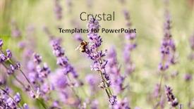  Presentation with botany - Beautiful slide set featuring gardening-botany-and-flora-concept backdrop and a soft green colored foreground