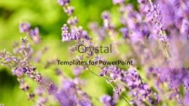  Presentation with botany - Slide deck enhanced with gardening-botany-and-flora-concept background and a yellow colored foreground