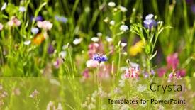  Presentation with botany - Slide deck enhanced with gardening-botany-and-flora-concept background and a gold colored foreground