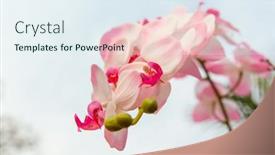  Presentation with beautiful orchid flowers - 