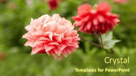  Presentation with botany - 