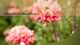  Presentation with botany - 