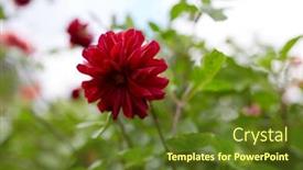  Presentation with botany - 