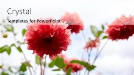  Presentation with botany - 