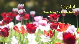  Presentation with botany - Slides enhanced with gardening-botany-and-nature-concept background and a tawny brown colored foreground