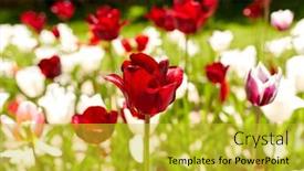  Presentation with botany - Presentation theme consisting of gardening-botany-and-nature-concept background and a  colored foreground