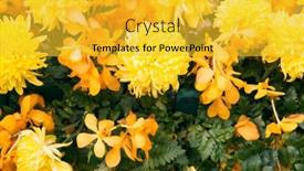  Presentation with beautiful orchid flowers - 