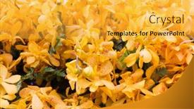  Presentation with beautiful orchid flowers - 