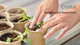  Presentation with vegetable gardening - Cool new theme with gardening-eco-and-organic-concept backdrop and a coral colored foreground