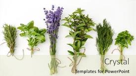  Presentation with gardening - Cool new presentation theme with gardening-ethnoscience-and-organic-concept backdrop and a soft green colored foreground