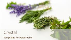  Presentation with gardening - PPT theme enhanced with gardening-ethnoscience-and-organic-concept background and a sky blue colored foreground