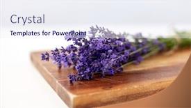  Presentation with lavender flowers - Beautiful PPT theme featuring gardening-ethnoscience-and-organic-concept backdrop and a sky blue colored foreground