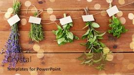  Presentation with gardening - Cool new slide set with gardening-ethnoscience-and-organic-concept backdrop and a coral colored foreground