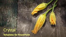  Presentation with bud - PPT theme enhanced with gardening-farming-flower-zucchini-squash background and a tawny brown colored foreground