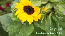  Presentation with botany - Cool new slides with gardening flowers nature and botany concept - close up of blooming sunflower in garden backdrop and a tawny brown colored foreground