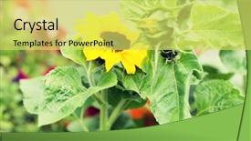  Presentation with botany - Theme featuring gardening flowers nature and botany concept - close up of blooming sunflower in garden background and a yellow colored foreground