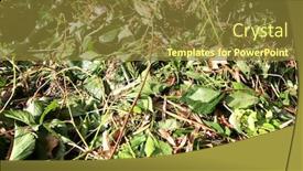  Presentation with compost - Colorful PPT theme enhanced with gardening-in-an-overgrown-garden backdrop and a tawny brown colored foreground