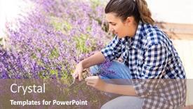  Presentation with lavender flowers - Slides having gardening-nature-and-people-concept background and a coral colored foreground