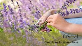  Presentation with lavender flowers - Presentation theme featuring gardening-nature-and-people-concept background and a gold colored foreground