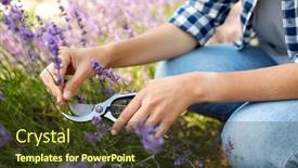  Presentation with lavender flowers - Theme enhanced with gardening-nature-and-people-concept background and a tawny brown colored foreground