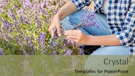  Presentation with lavender flowers - Amazing PPT theme having gardening-nature-and-people-concept backdrop and a yellow colored foreground