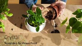  Presentation with home gardening - Beautiful presentation theme featuring gardening-planting-at-home-man backdrop and a coral colored foreground