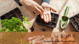  Presentation with home gardening - Cool new PPT theme with gardening-planting-at-home-man backdrop and a coral colored foreground