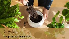  Presentation with home gardening - Slides having gardening-planting-at-home-man background and a gold colored foreground